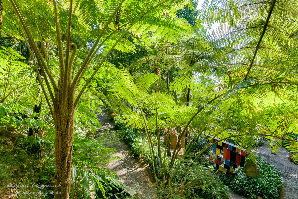Palmfarne im Monte Palace Tropischen Garten